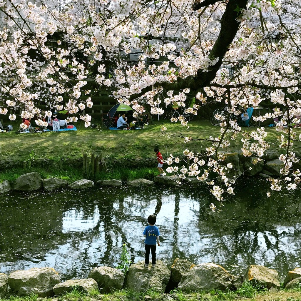 野川 お花見スポット 桜